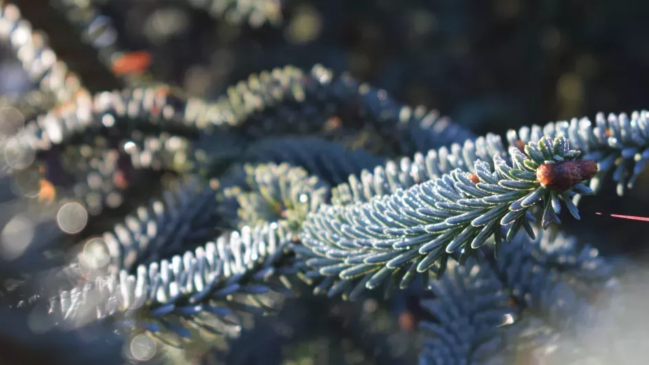pine tree, winter, Ellen McHale © RBG Kew
