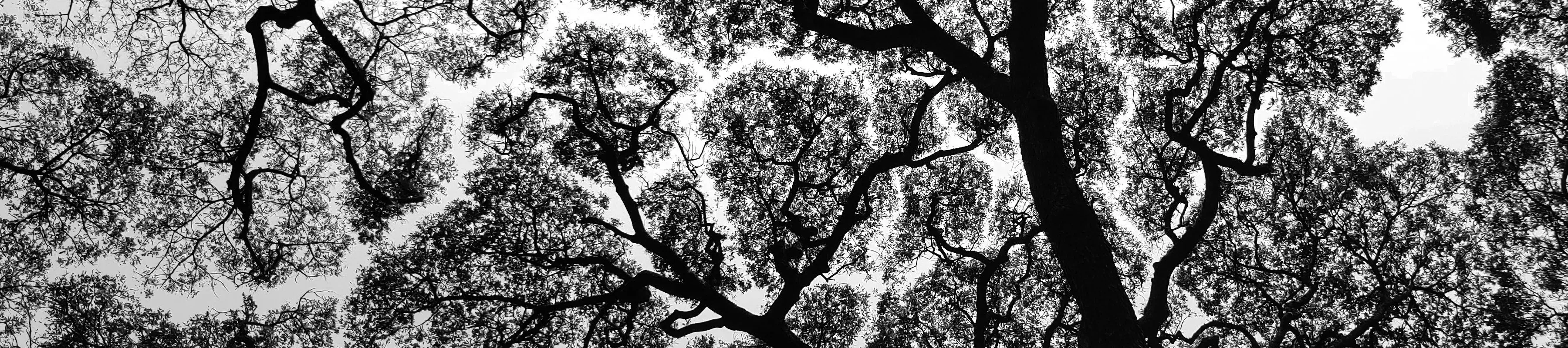 Crown shyness as seen from below © Hrathvik Shetty, Pexels, CC 4.0 A view of treetops from below, showing distinct gaps between adjacent tree canopies