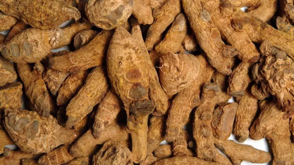 Turmeric rhizomes © RBG Kew