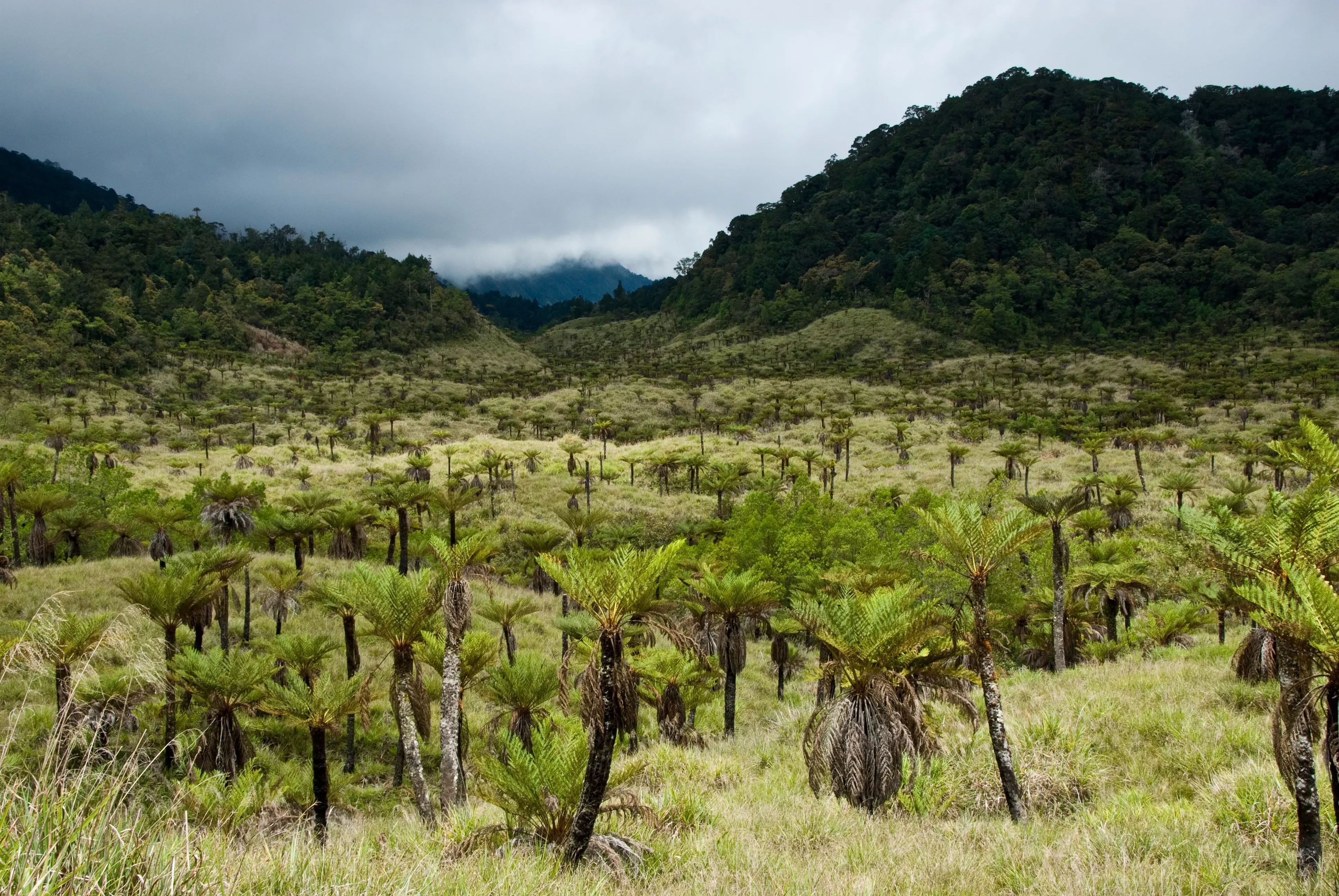 Alsophila tree ferns in Indonesian New Guinea
