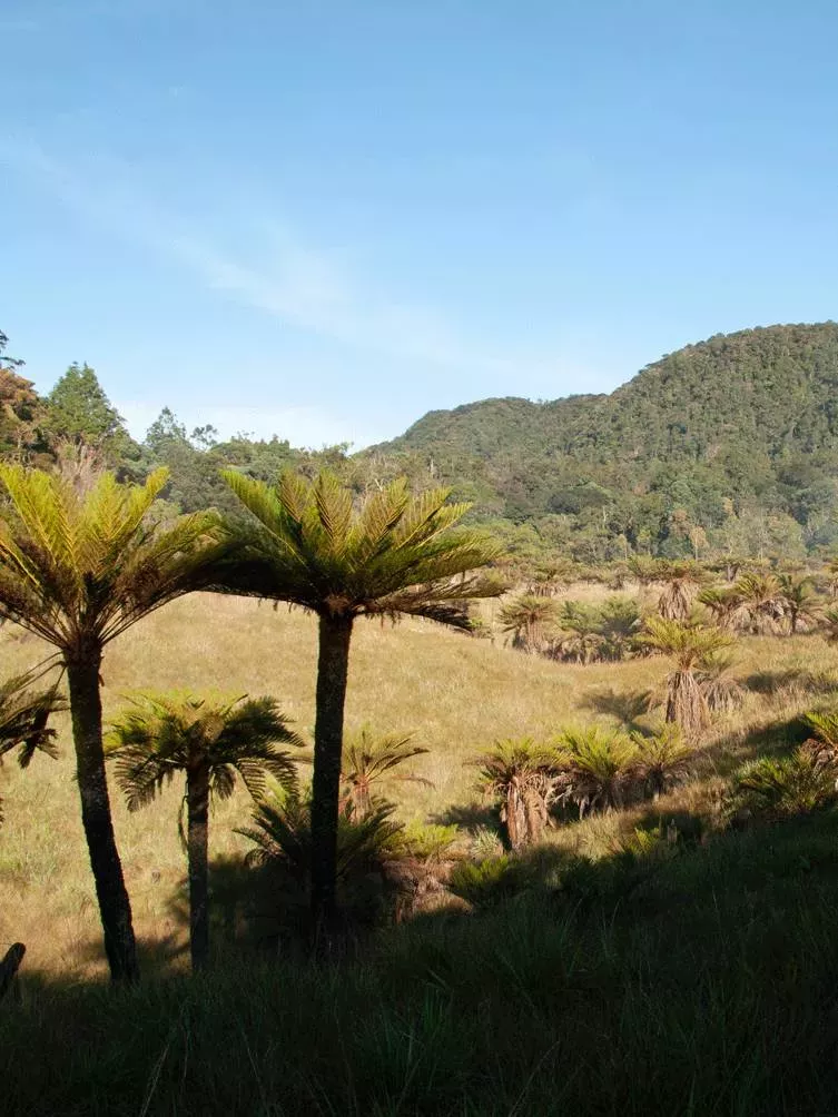 Cromwell Mountains, New Guinea, with Cyathea tree ferns in the foreground Landscape of New Guinea with Cyathea tree ferns in the foreground