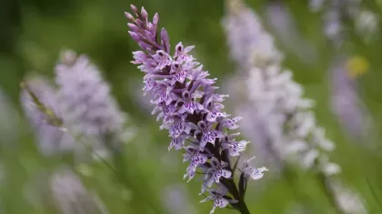 A cluster of purple-white flowers growing on a spike