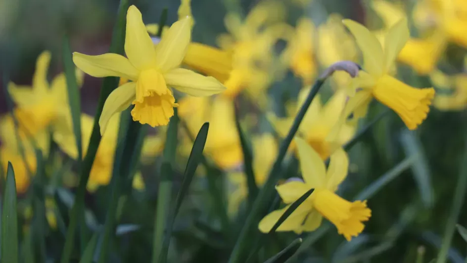 Daffodils, Zoe Stewart © RBG Kew