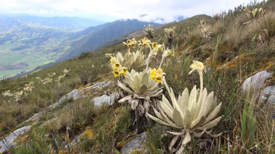 Colombia landscape