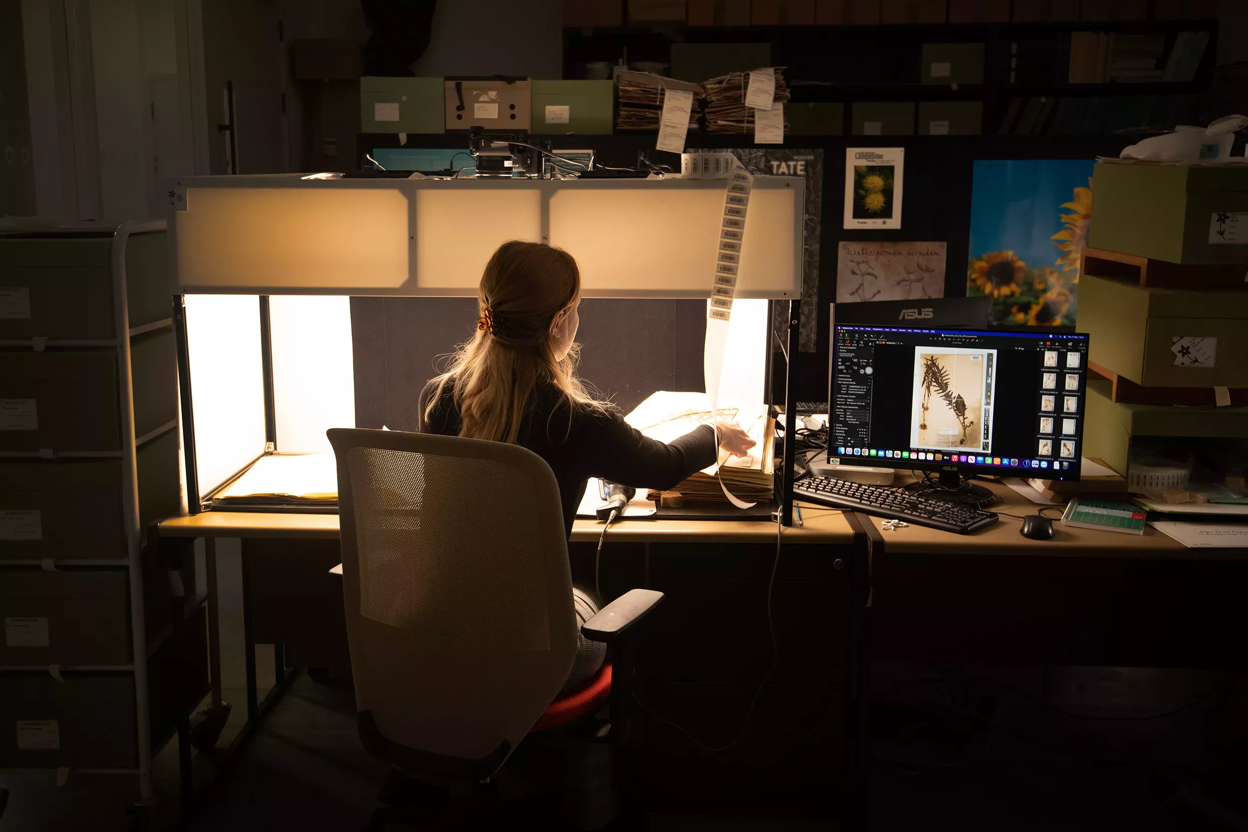 Digitising herbarium specimens Person imaging a dried plant specimen that appears on the computer screen next to her.