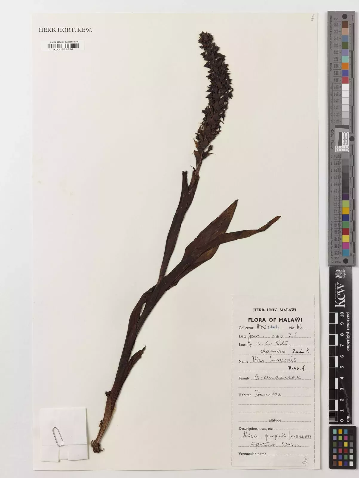 Orchid specimen Disa hircicornis Herbarium specimen showing a dried orchid