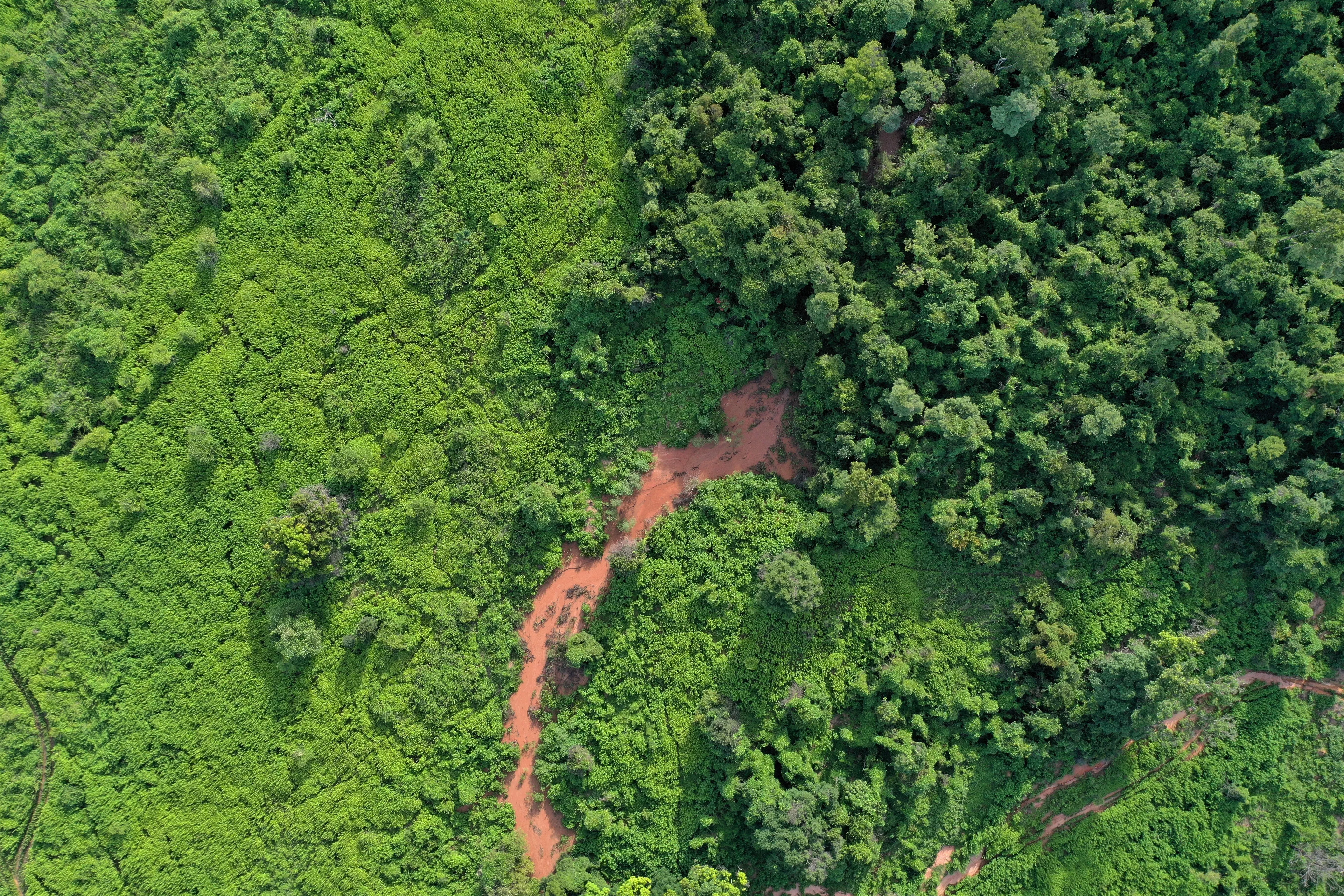 Two patches of green show original forest and a recovering area