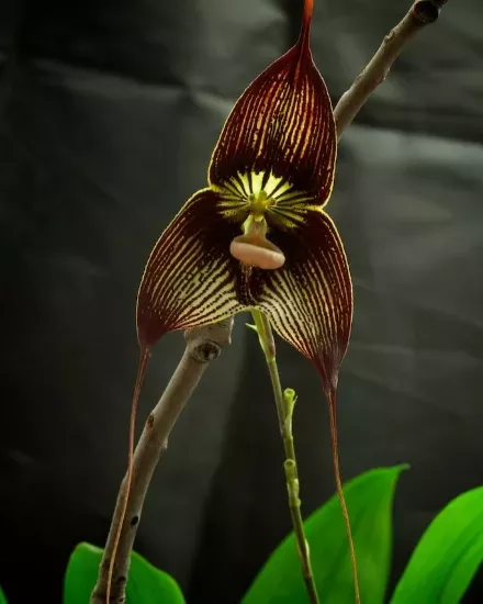 Orchid specimen Orchid specimen showing it's flowers and stem