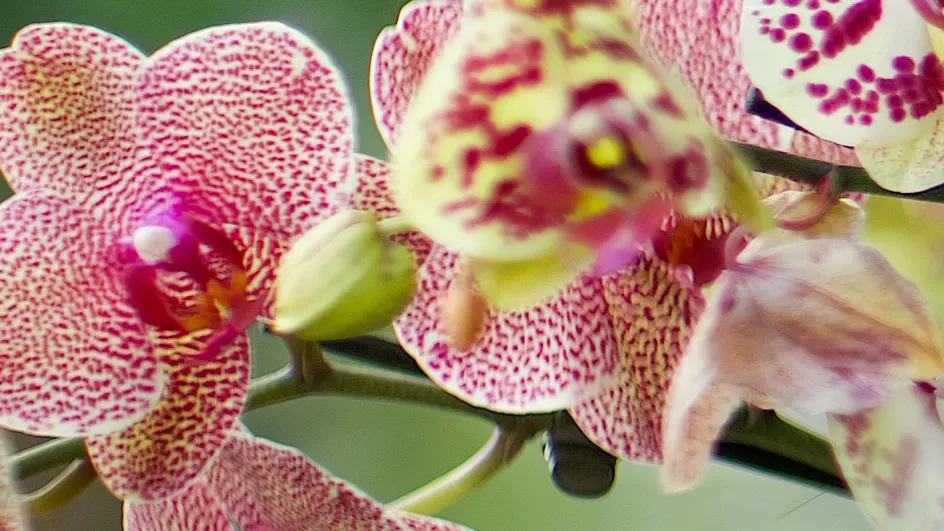 Orchids at Kew © RBG Kew