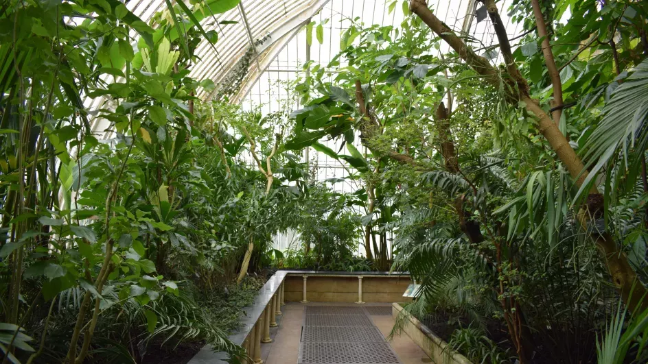Inside the Palm House Ellen McHale ©RBG Kew