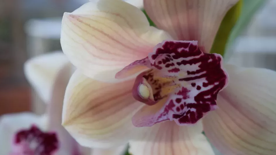 Orchid, Temperate House