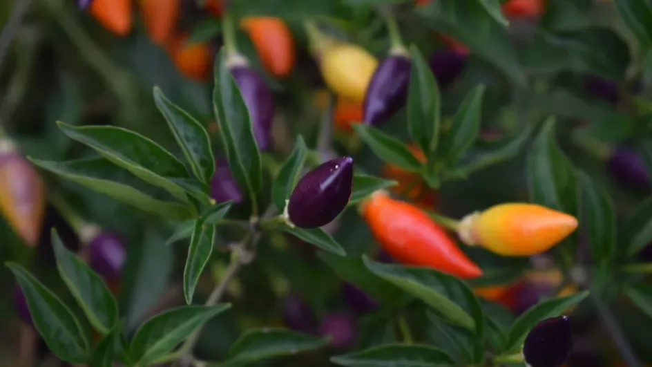 Colourful chillies in the Kitchen Garden. Ellen McHale/RBG Kew