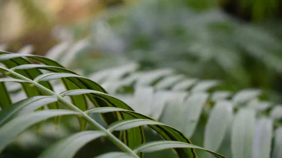 Ferns in the Princess of Wales Conservatory