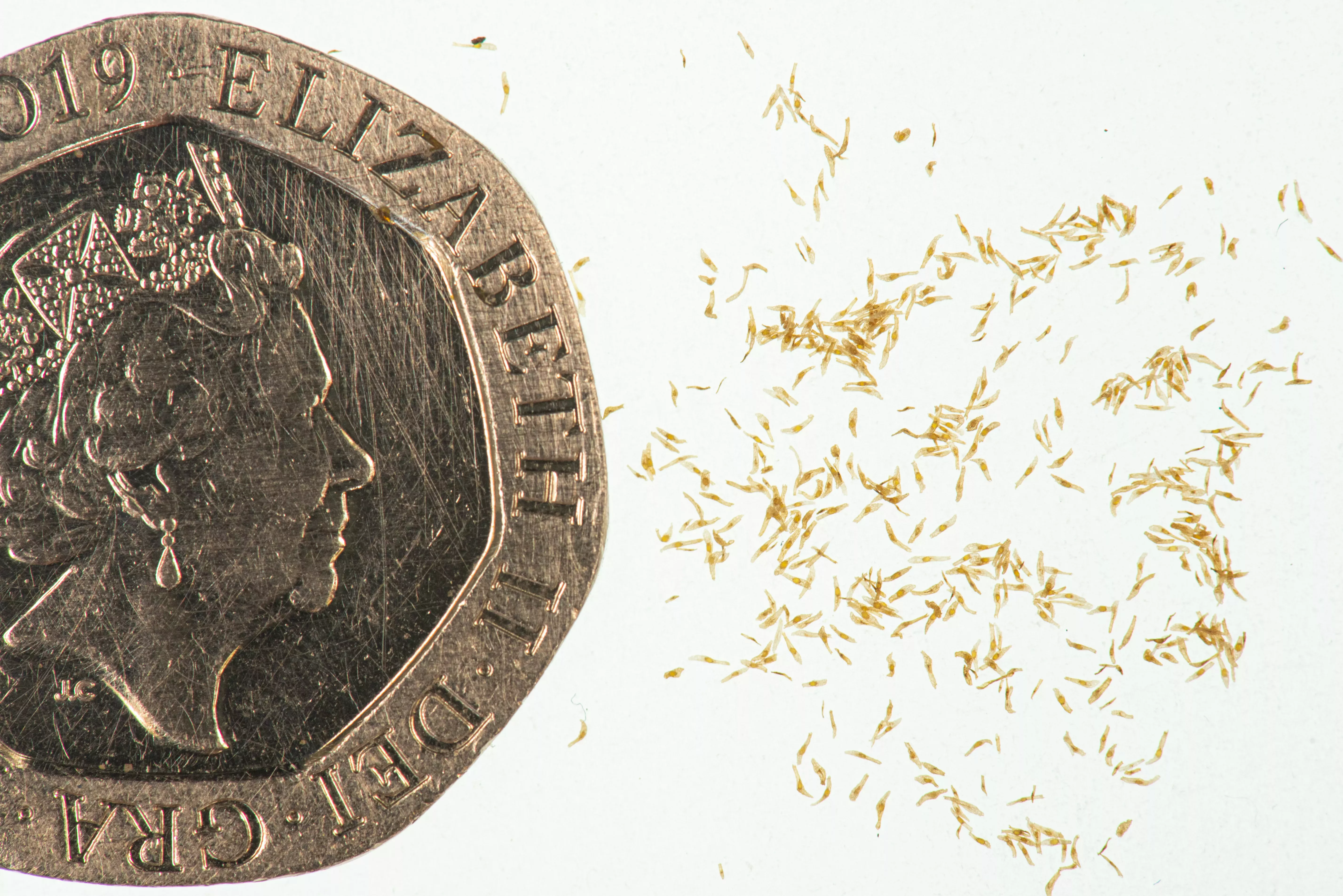 A British 20p piece emphasises the tiny size of the orchid seeds lying next to it © RBG Kew A 20p piece is used for scale showing tiny orchid seeds