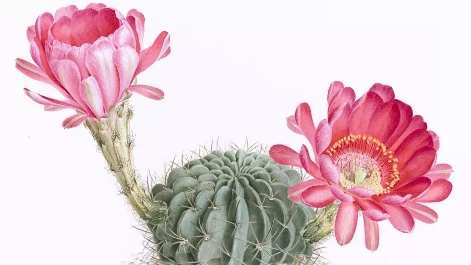 Echinopsis ancistrophora painted by Margaret Mee Fellowship Programme 2016 Artist Scholar Alessandro Candido