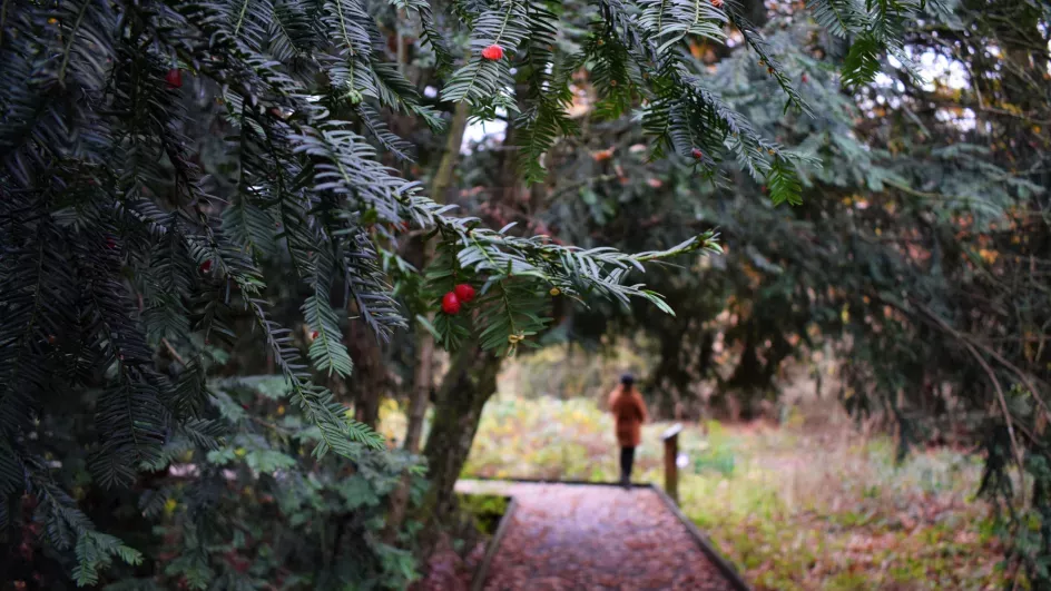 Yew tree in the Natural Area, Ellen McHale © RBG Kew