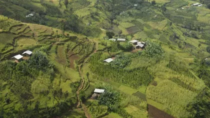 Enset in the Agri-landscape of South West Ethiopia (Image: Paul Wilkin)