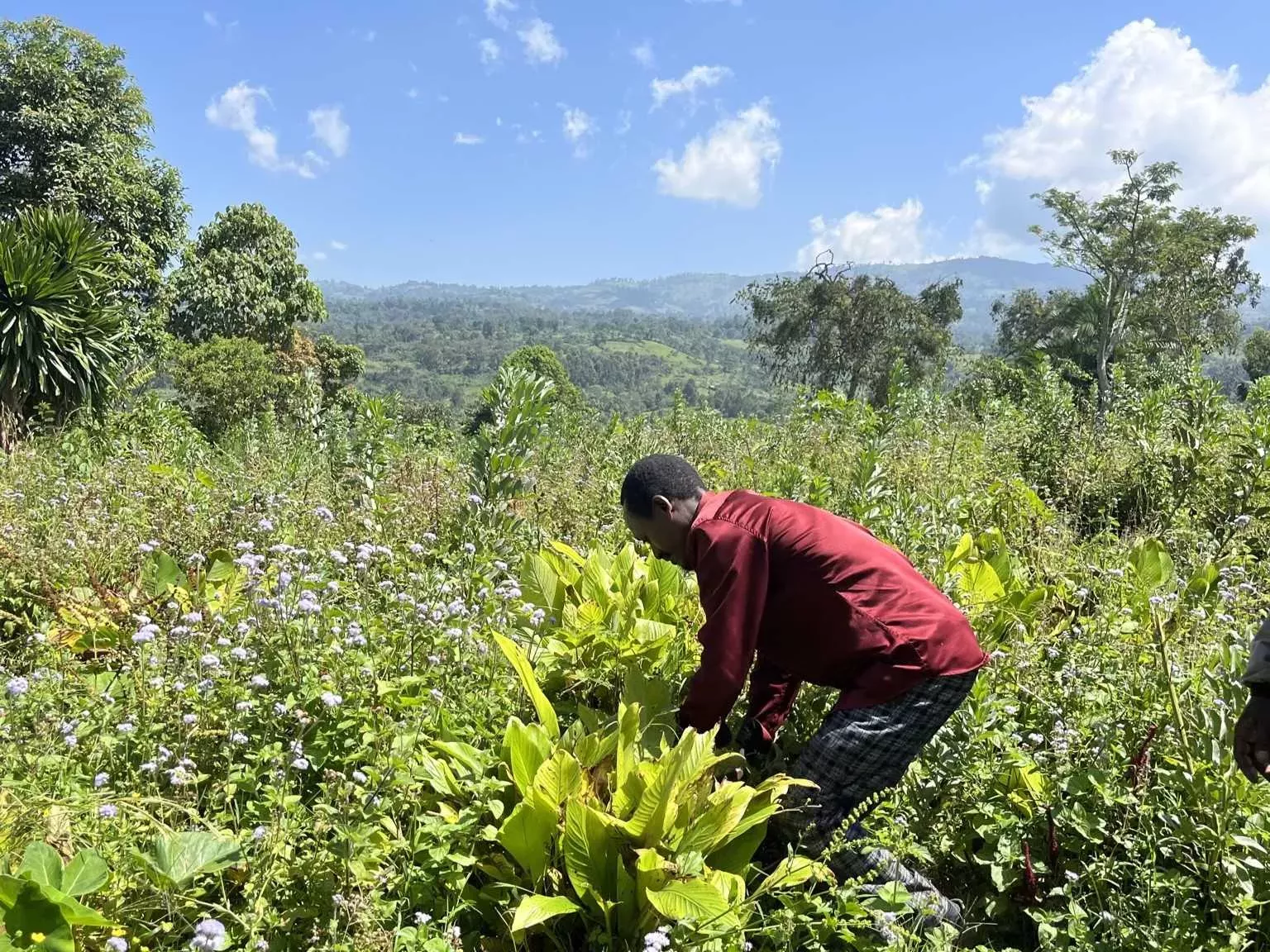 A man handles crop amongst a landscape of many other plants and trees