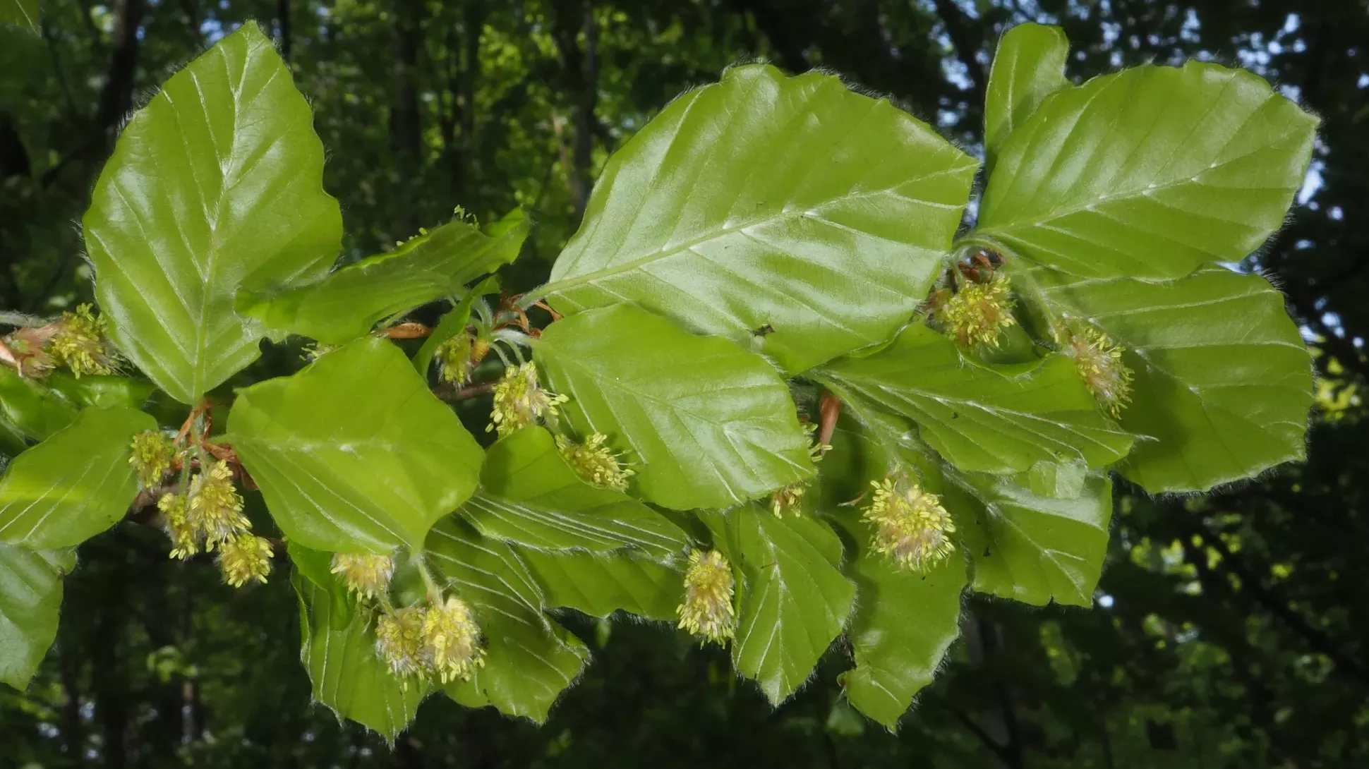 European beech (Fagus sylvatica) leaves and flowers © Egon Krogsgaard A collections of shiny green beech leaves with tassel like flowers