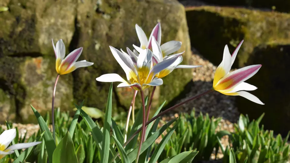 The Rock Garden, Ellen McHale ©RBG Kew