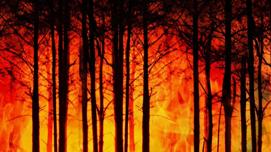 Forest fire