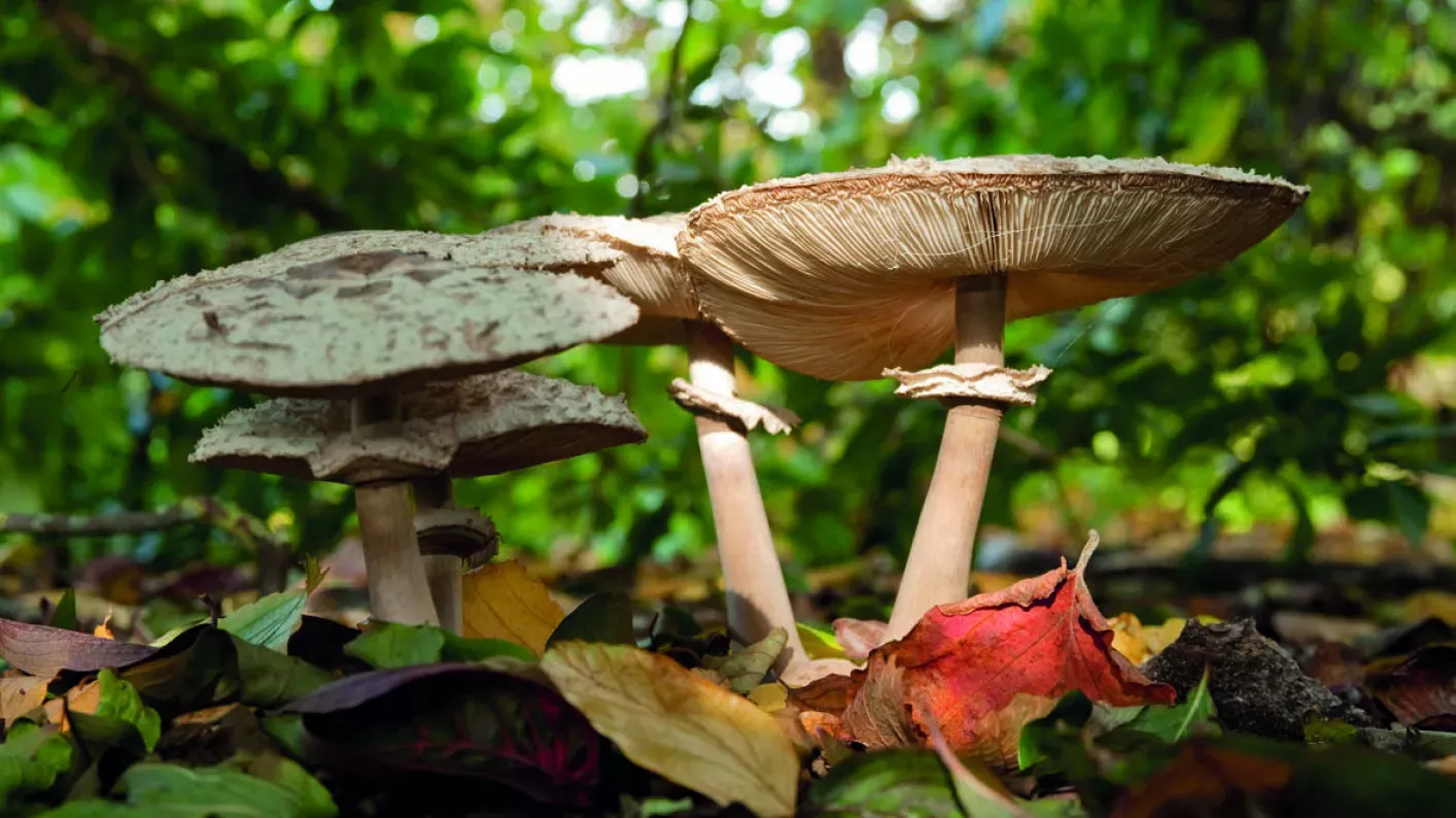 Shaggy parasol mushrooms in the Gardens, Andrew McRobb © RBG Kew