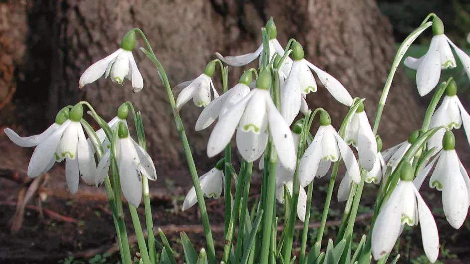 Galanthus nivalis - snowdrops