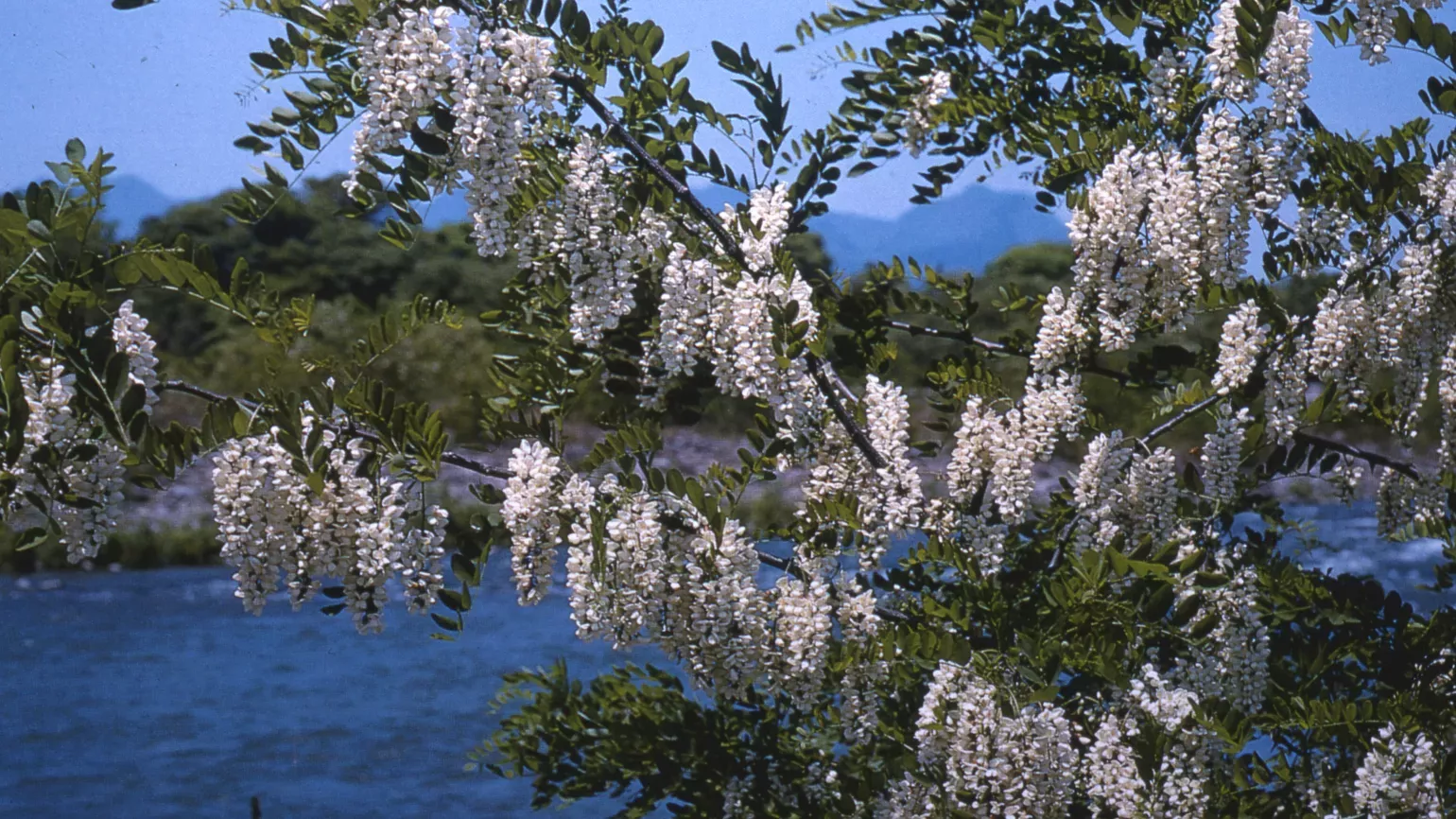 Flowers of a Black Locust Tree (Robinia pseudoacacia) Flowers of a Black Locust Tree (Robinia pseudoacacia)