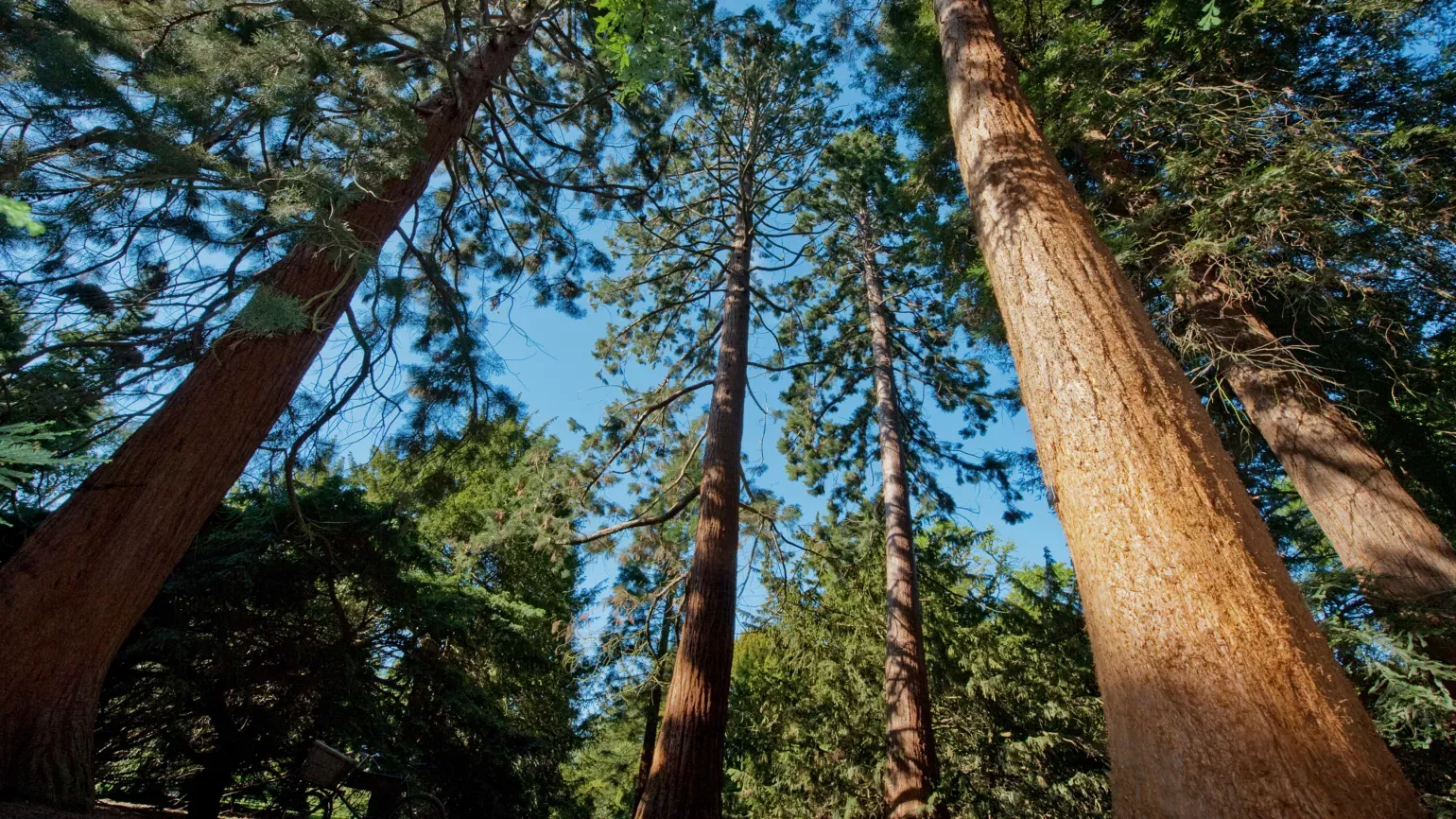 Giant redwoods © RBG Kew Giant redwoods in Kew's Redwood Grove
