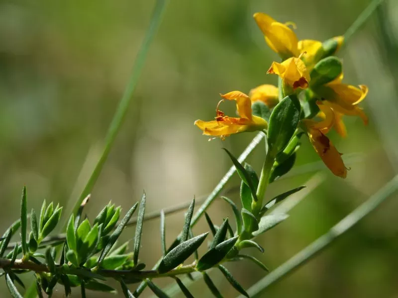 Petty whin (Genista anglica) © Kristian Peters, CC 3.0 Yellow flowers on the end of a spiky green stem