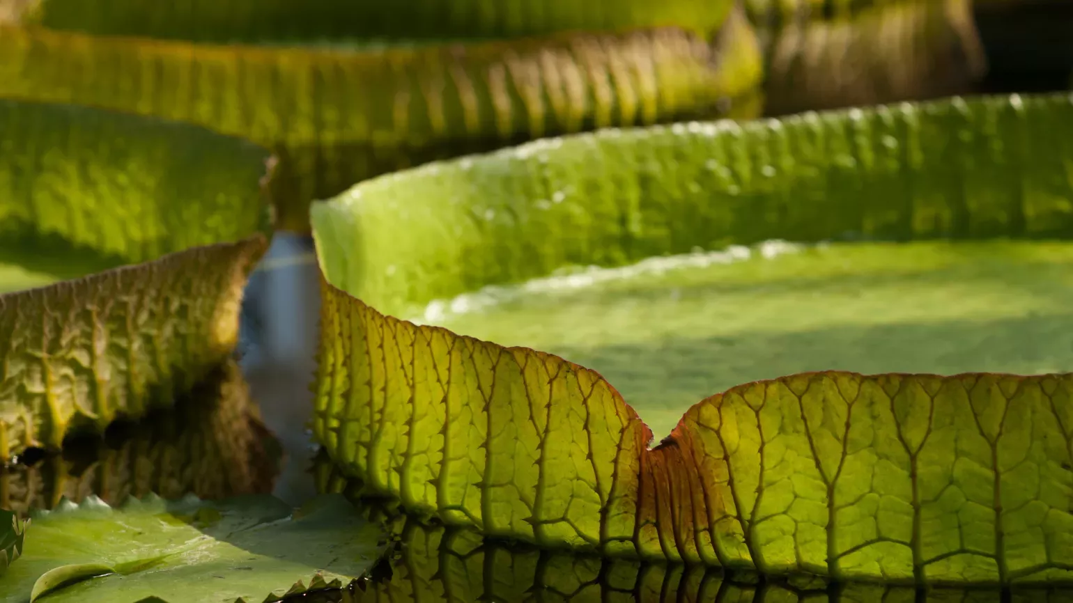 Giant waterlily (Victoria Amazonica) © RBG Kew Close-up of giant waterlily (Victoria Amazonica) in pond