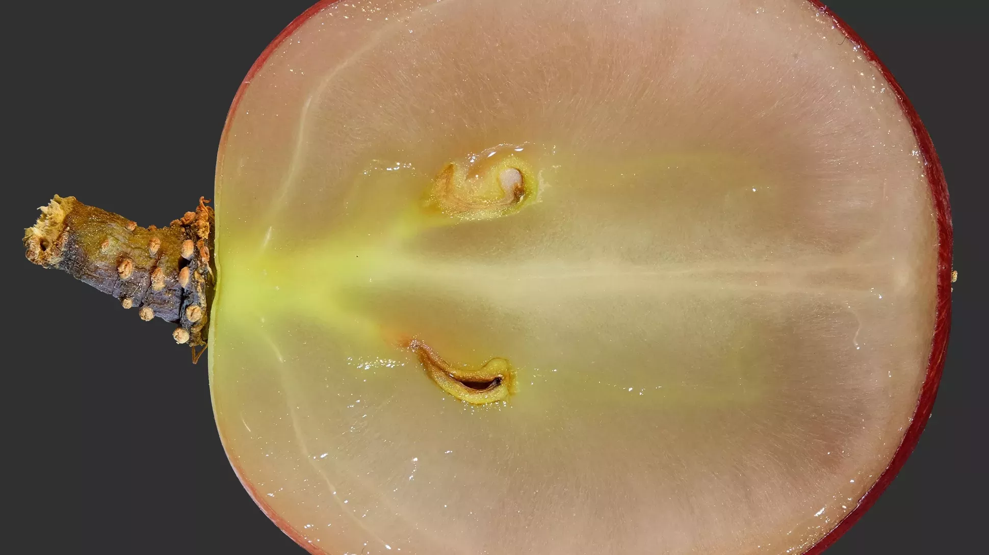 The inside of a grape (Vitis vinifera), V.Boldychev on Wikimedia Commons CC BY-SA 4.0 A grape that has been cut in half to reveal the seeds and the flesh