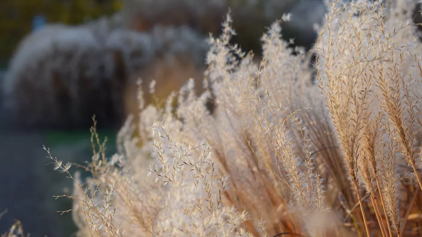 Grass Garden Ellen McHale ©RBG Kew