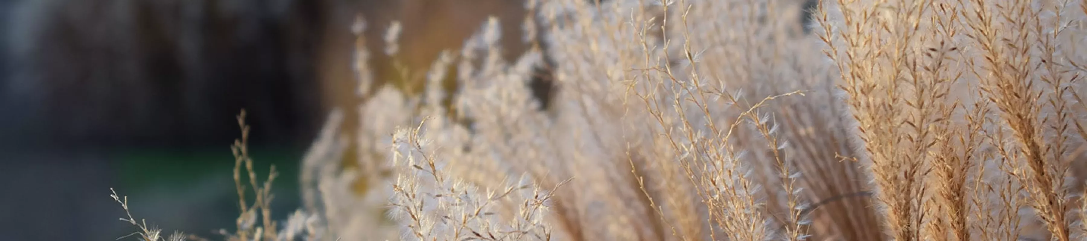 Grass Garden Ellen McHale ©RBG Kew Close-up of grasses in the Grass Garden at Kew