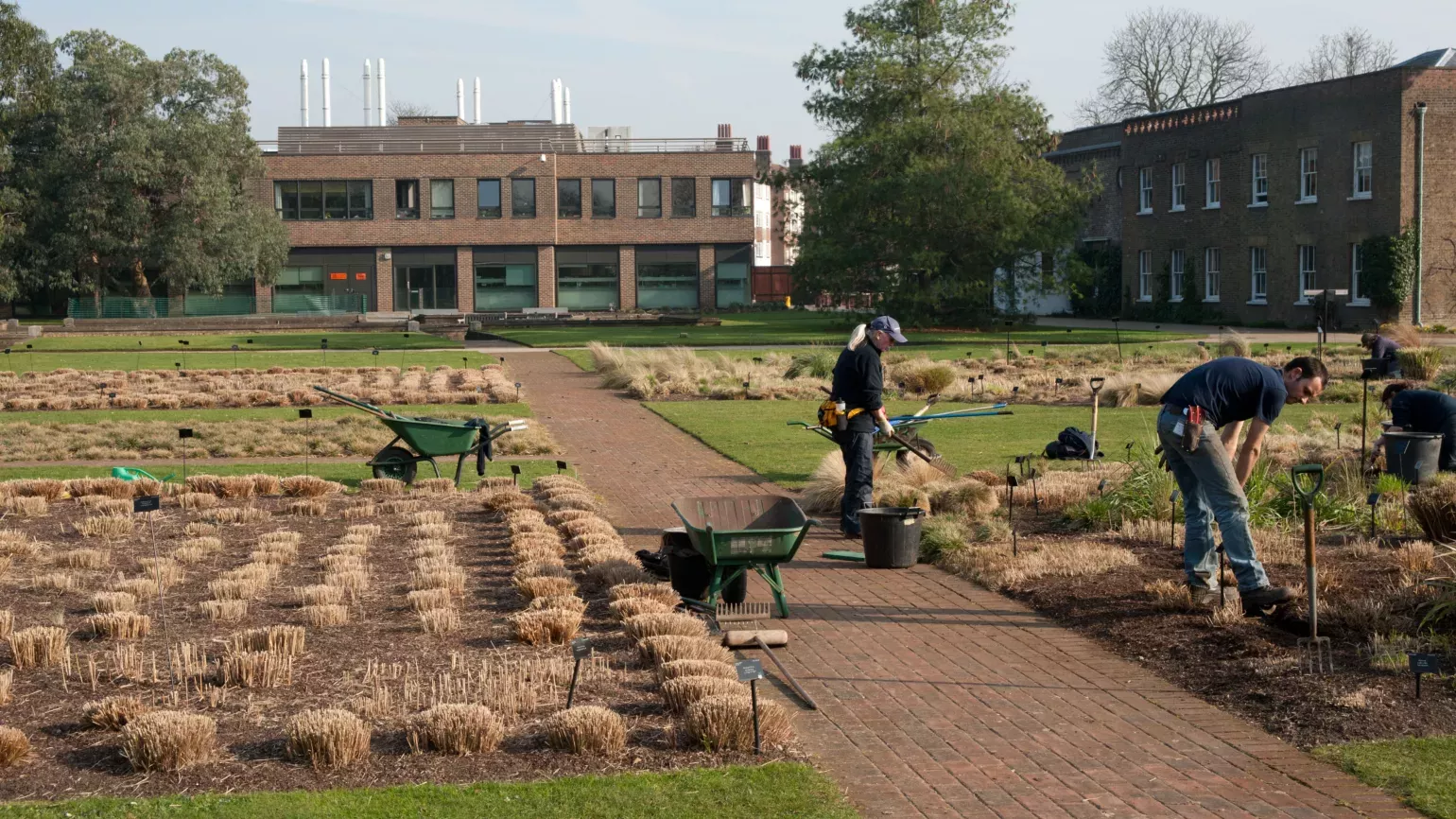 Grass Garden, RBG Kew The Grass Garden after its annual trim