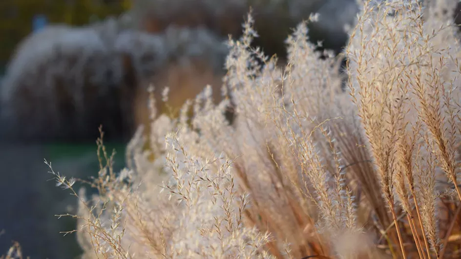 Grass garden, Ellen McHale © RBG Kew