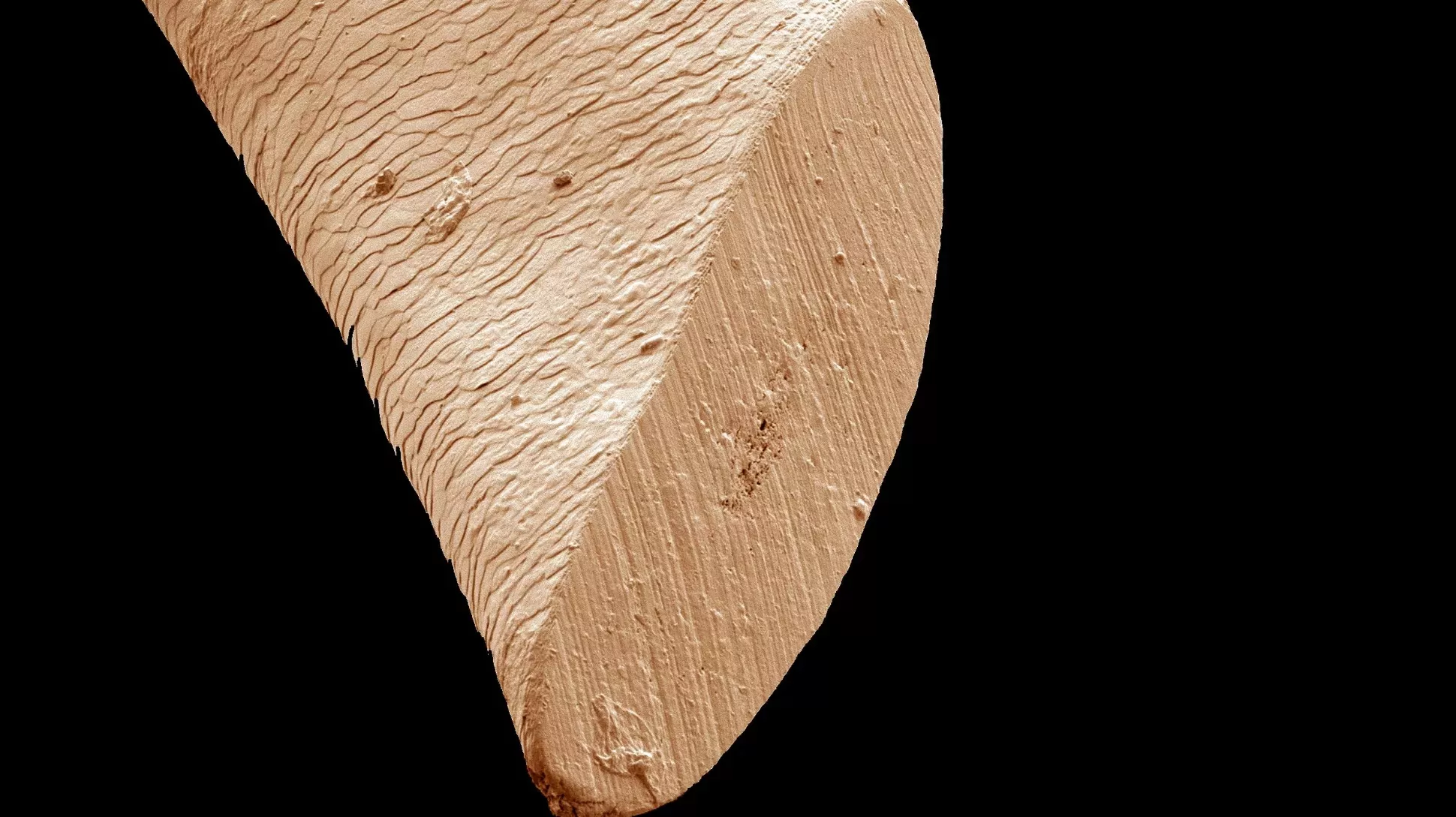 A strand of hair as seen under an electron microscope, Pr.zs.i on Wikimedia Commons CC BY-SA 4.0 An electron microscope image of a hair fibre