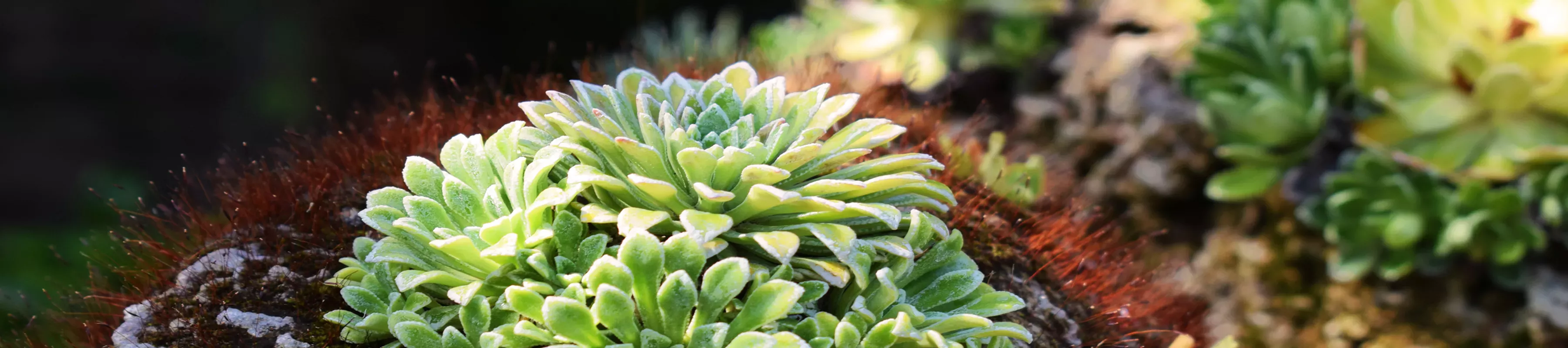 Alpine plants in the Rock Garden, Ellen McHale © RBG Kew Alpine plants in the Rock Garden