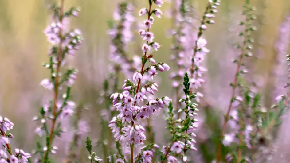 Heather plants (Calluna vulgaris). Hauke Koch © RBG Kew.