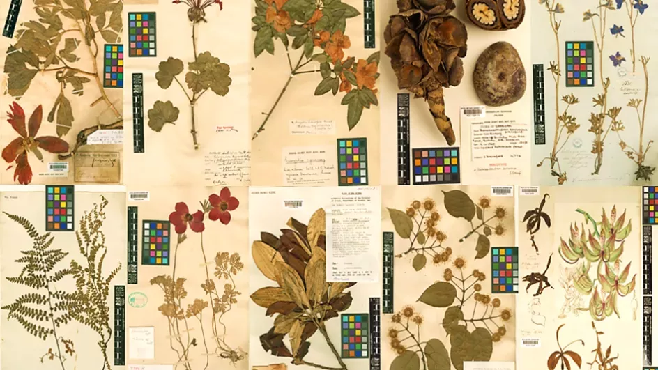 Specimens from Kew's Herbarium © RBG Kew