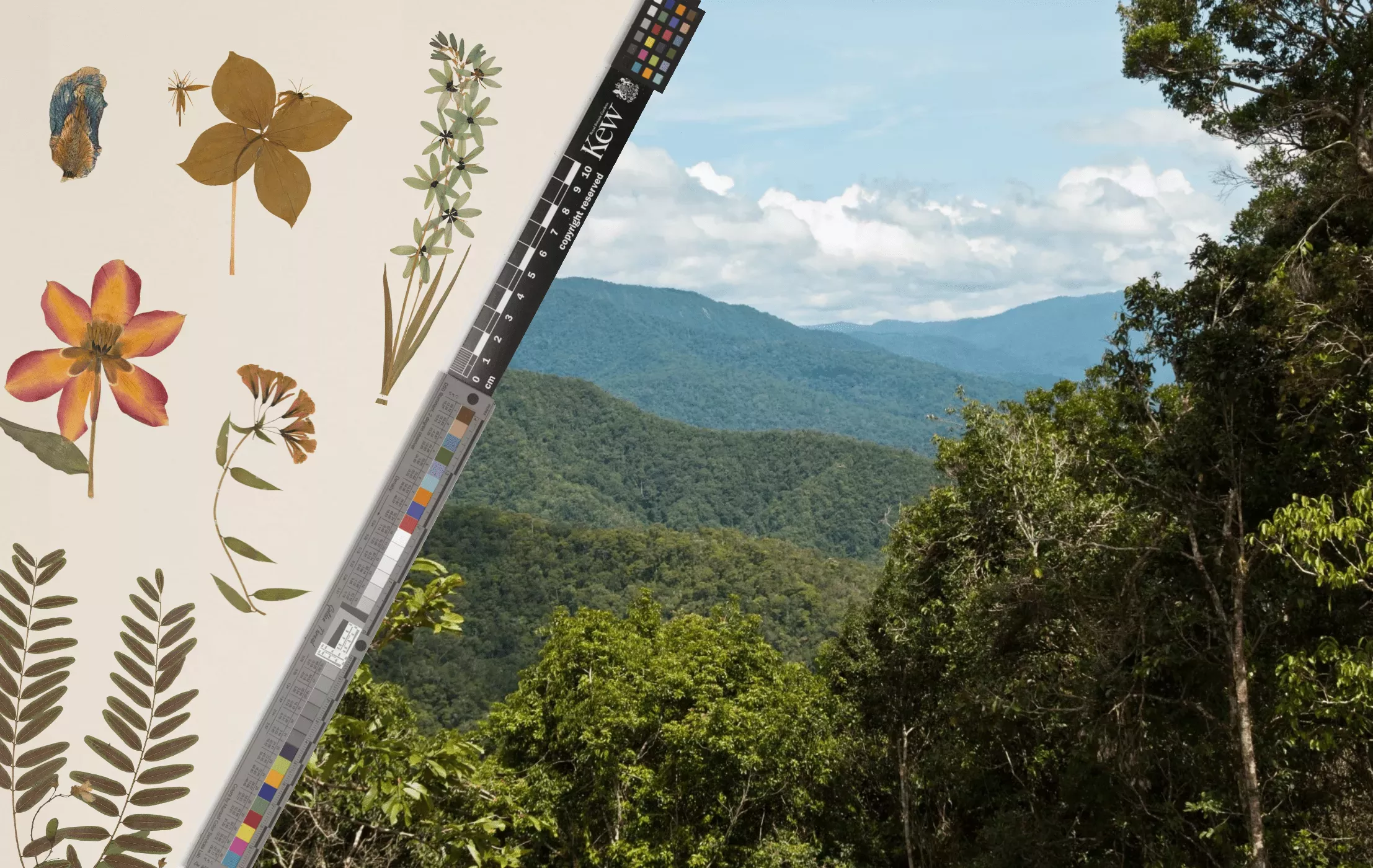 Specimens from Kew's herbarium and a forest in New Guinea Herbarium specimens overlaid with a forest in New Guinea
