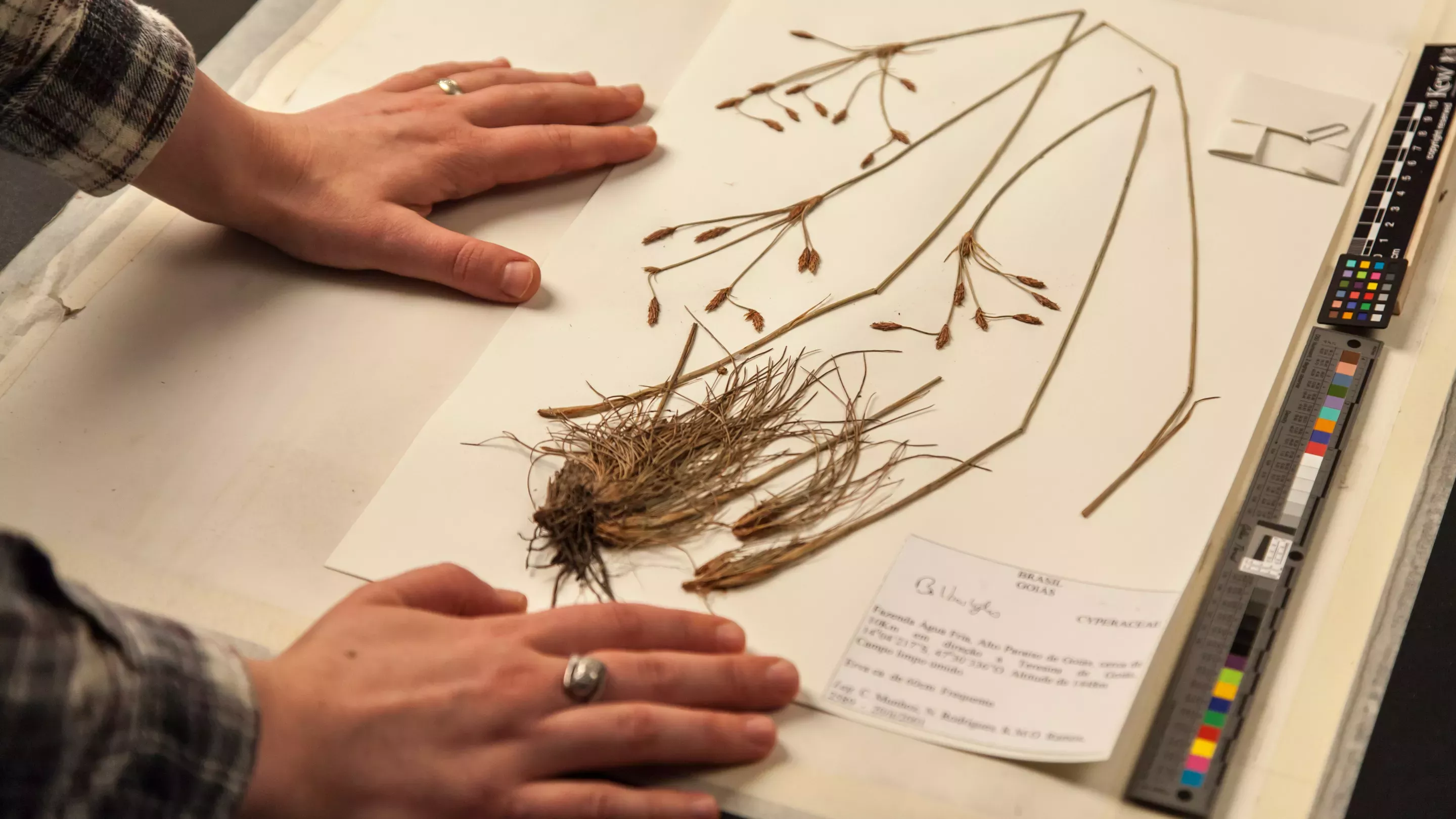 Herbarium specimen, RBG Kew/Steve Lancefield Herbarium specimen, RBG Kew/Steve Lancefield