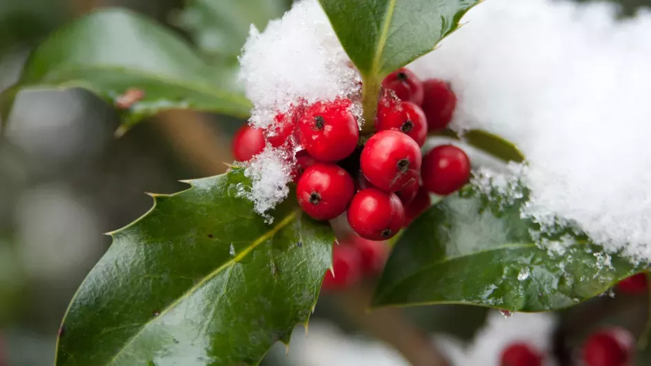 Holly © RBG Kew
