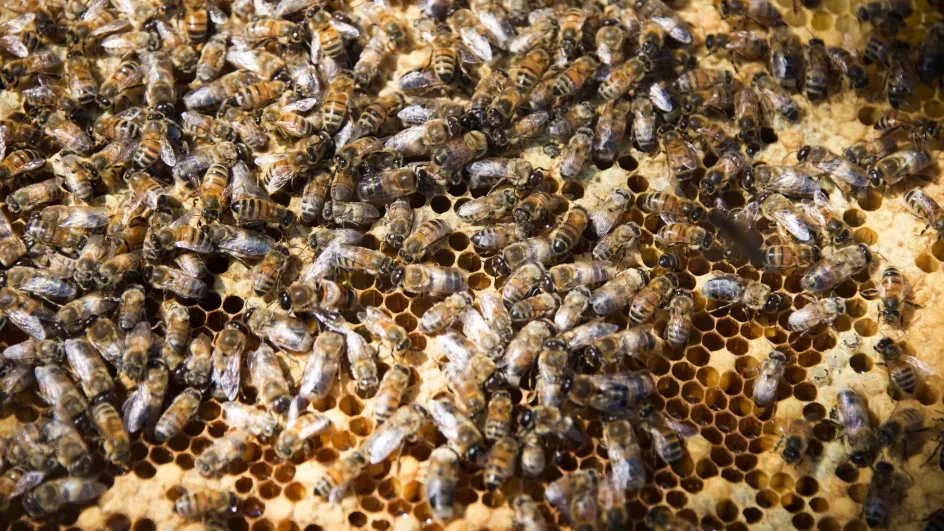 Honey bees (Apis mellifera). Credit RBG Kew.