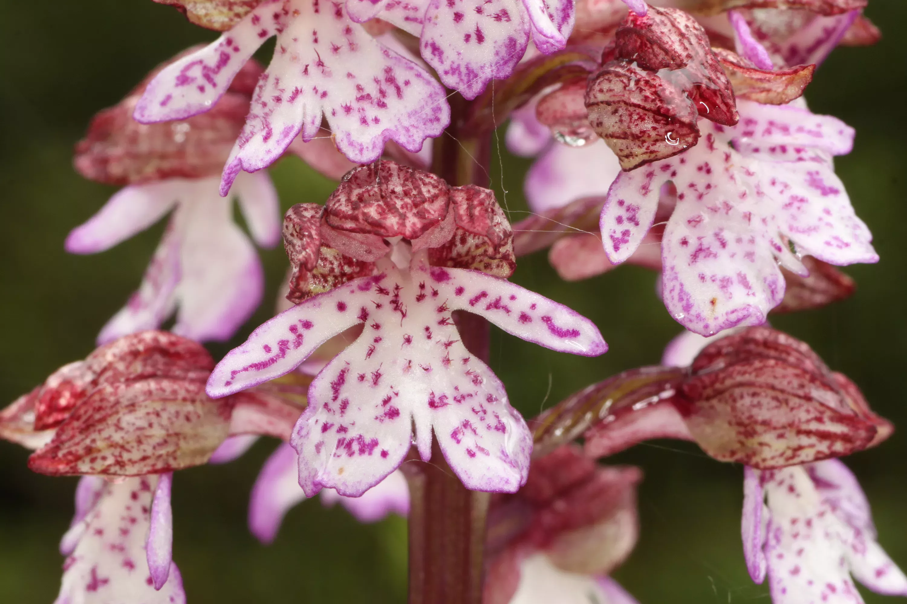 Close-up of the lady x military orchid cross Close-up of orchid petals of the lady x military cross