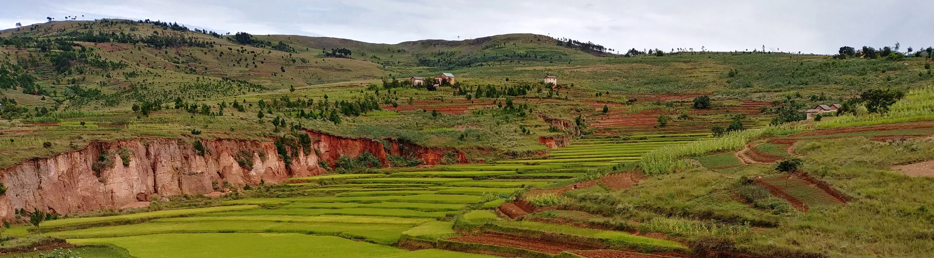 Ibity, Madagascar © Maria Vorontsova/RBG Kew. Terraces of green grass in Madagascar