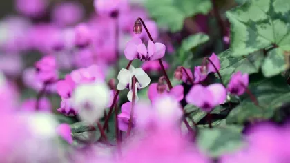 Pink and white flowers blooming amongst deep green leaves, cyclamen are a popular Christmas flower