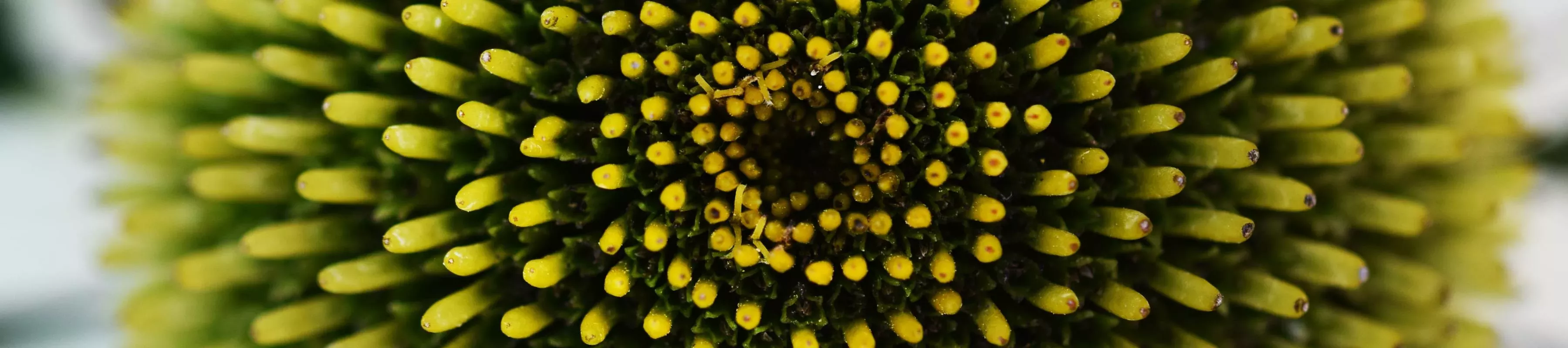 Close-up of a plant ©RBG Kew Close-up of a plant