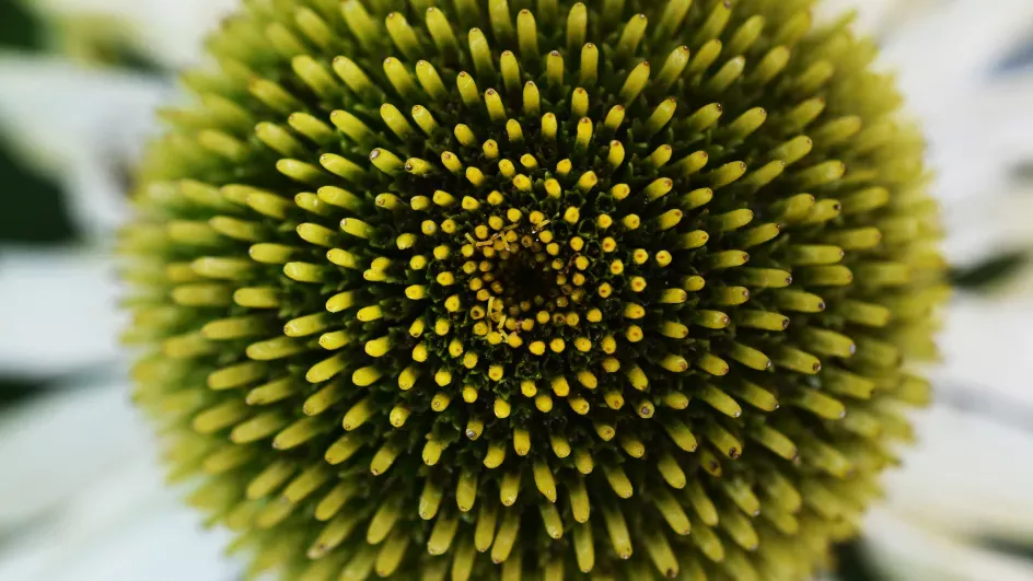 A close-up of a plant at Kew ©RBG Kew