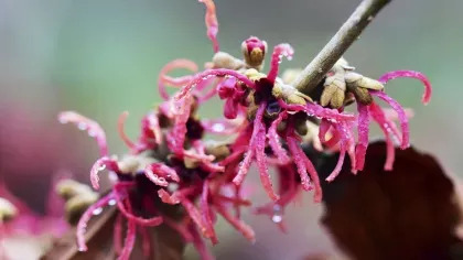 Witch Hazel Hamamelis